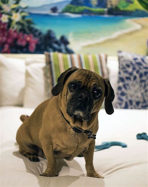 TOP 10 BEST Dog Friendly Hotels in Carlsbad, CA